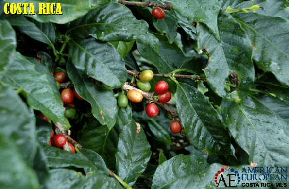 Costa Rica has incredible coffee, have you tried it yet?