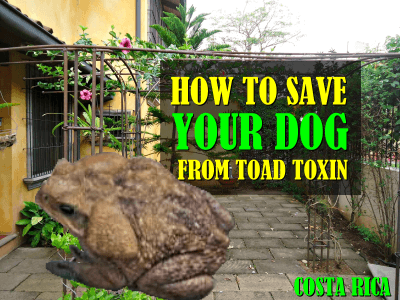 How to save your dog in Costa Rica from toad toxin