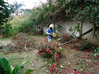 Cut back your Costa Rica garden in time for the rainy season