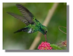 click here to see larger photo Costa Rica colibri eating