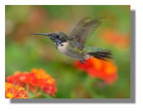 click here to see larger photo Costa Rica bird hunting for food