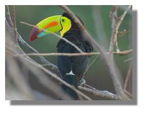 click here to see larger photo Costa Rica bird
