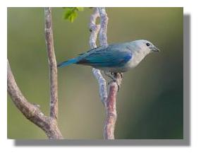 click here for larger photo bird in Atenas