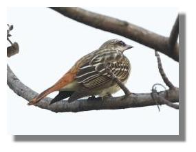 click here to see larger photo Atenas bird waiting