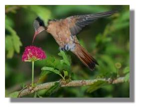 click here for larger photo beautiful Atenas bird taken by retired photographer