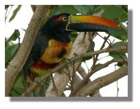 click here to see larger photo bird in Costa Rica