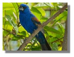 click here to see larger photo Birdlife in Atenas