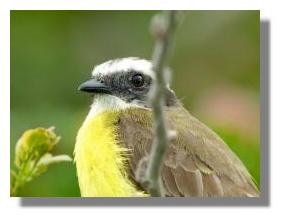click here to see larger photo Costarican birds