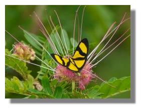 click here to see larger photo Costarican butterfly