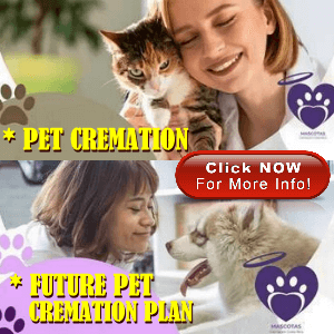Pet Cremation Services in Costa Rica