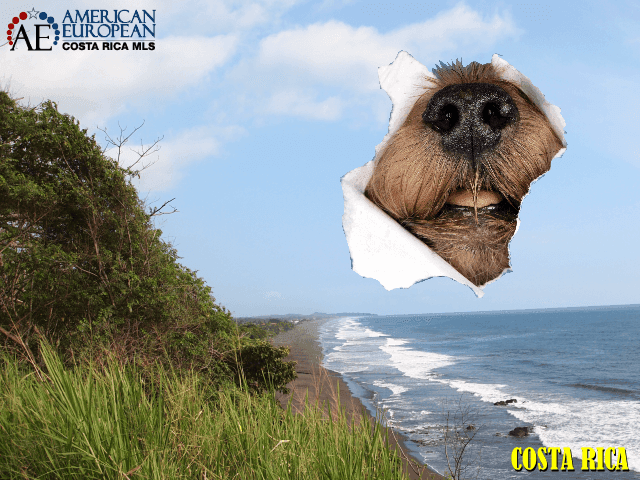 The #1 guide to bring your pets safely to Costa Rica